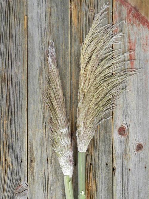 PAMPAS GRASS